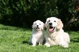 GOLDEN RETRIEVER 976
